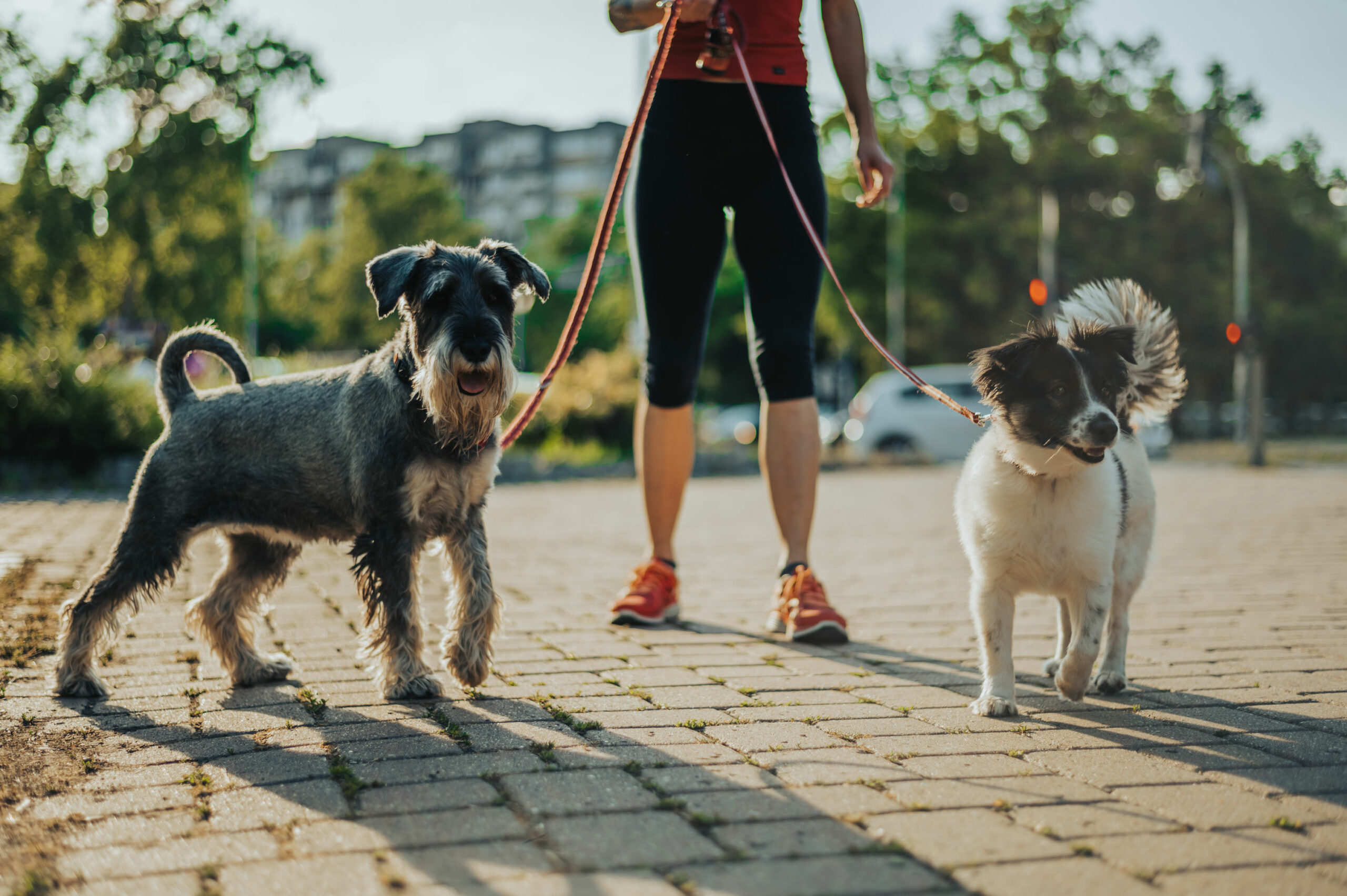 Small Business Ideas for Animal Lovers